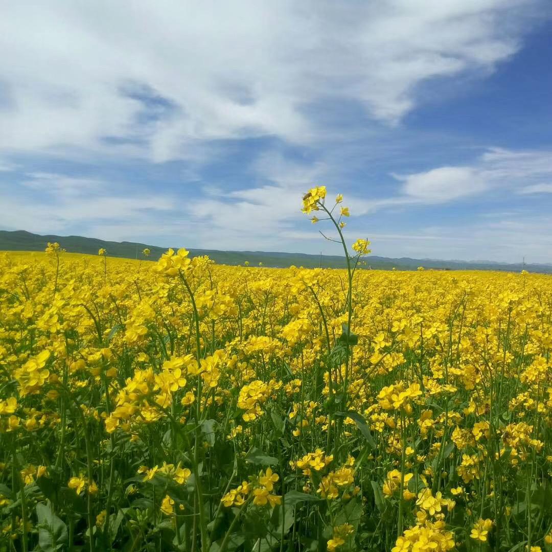 爱的家园叶彩芬