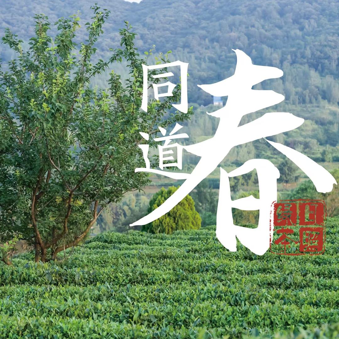 日照绿茶同道春茶业
