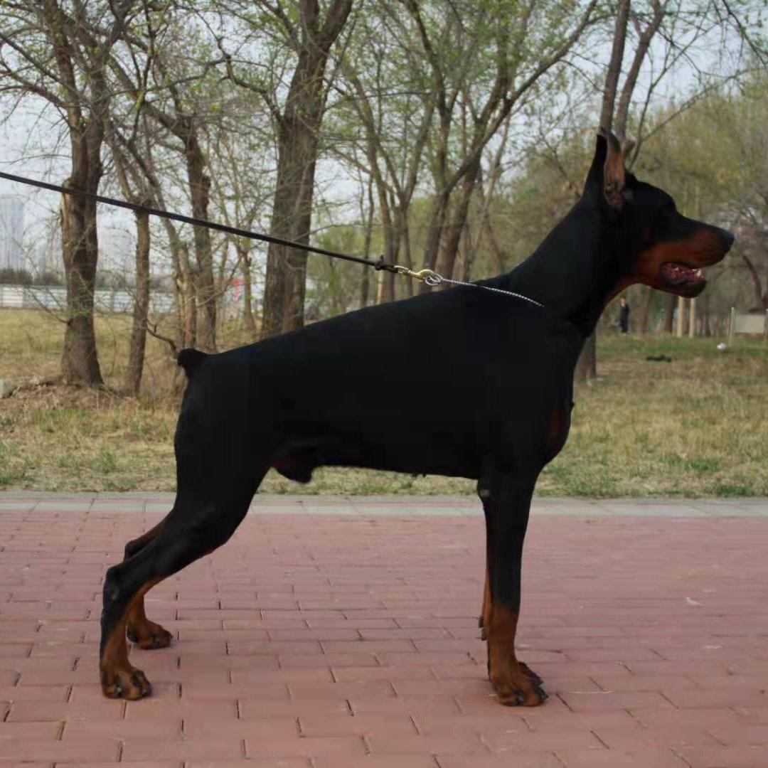 教堂犬业德系杜宾俱乐部