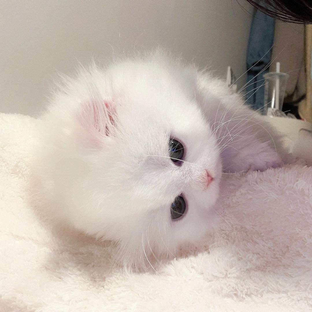 妹妹