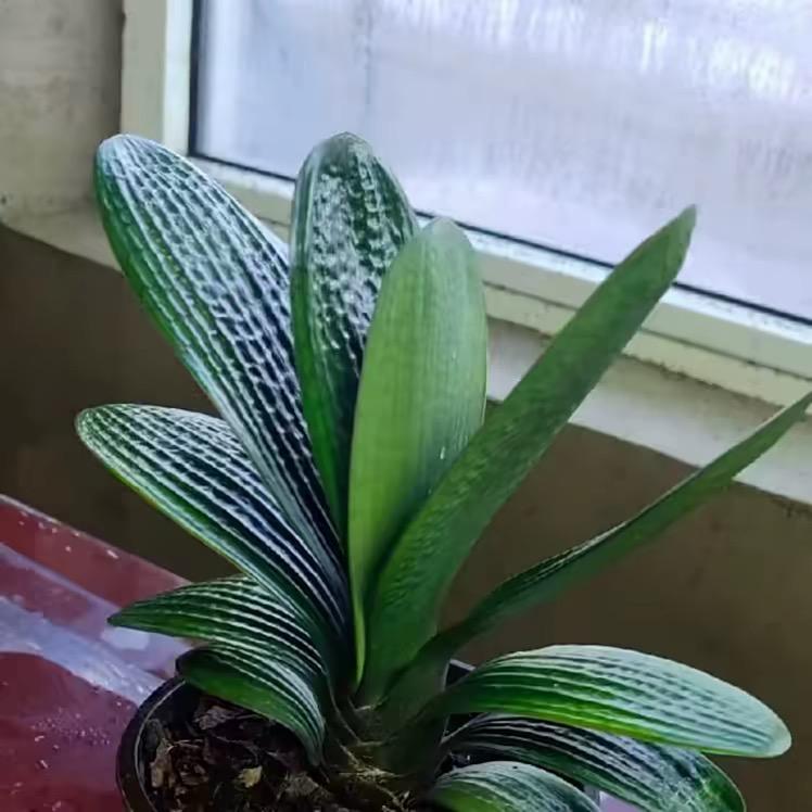 琪瑶精品君子兰