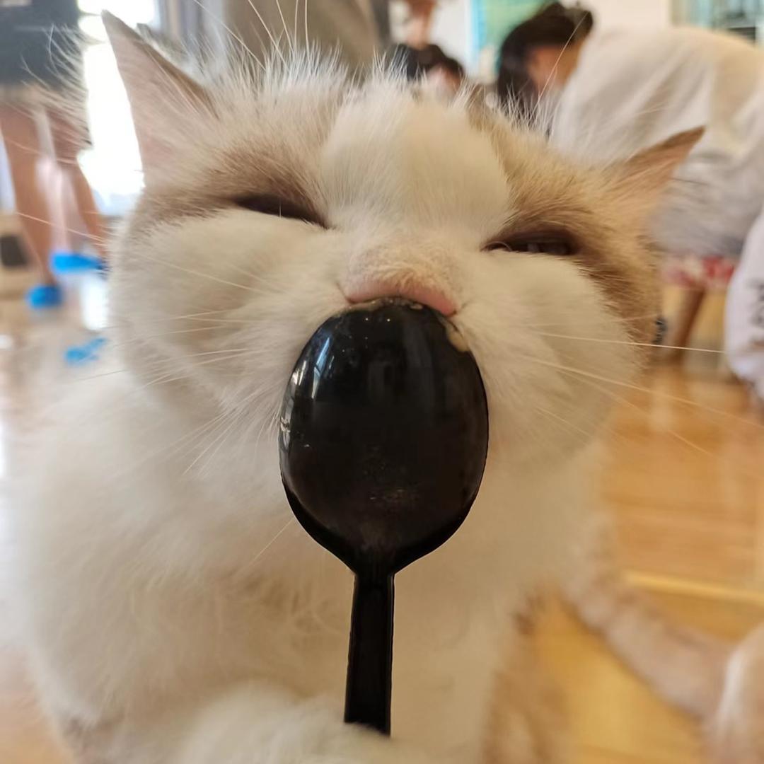 黄石港区柒月猫咖