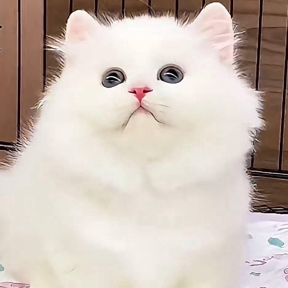 挚锐
