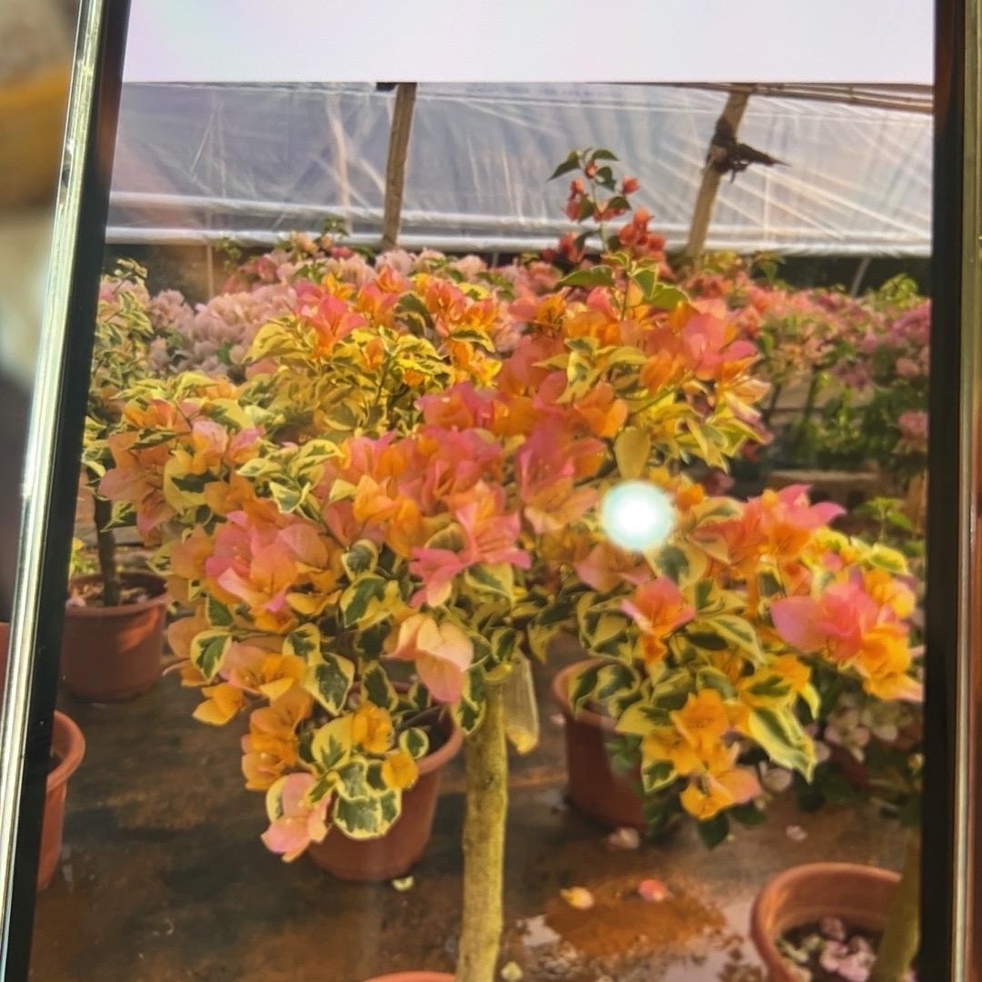 云南原色花卉园艺