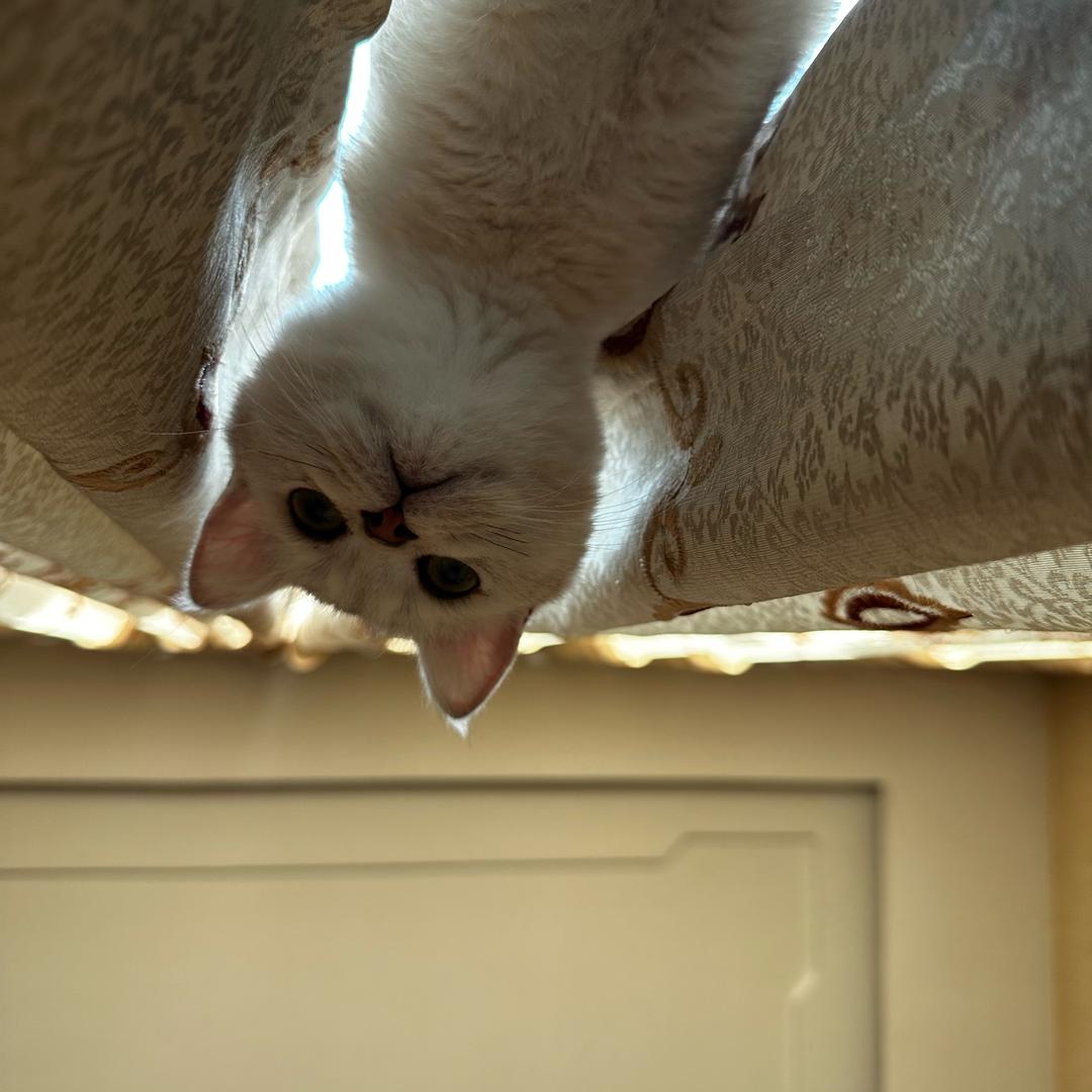 玉玉🐱🐱