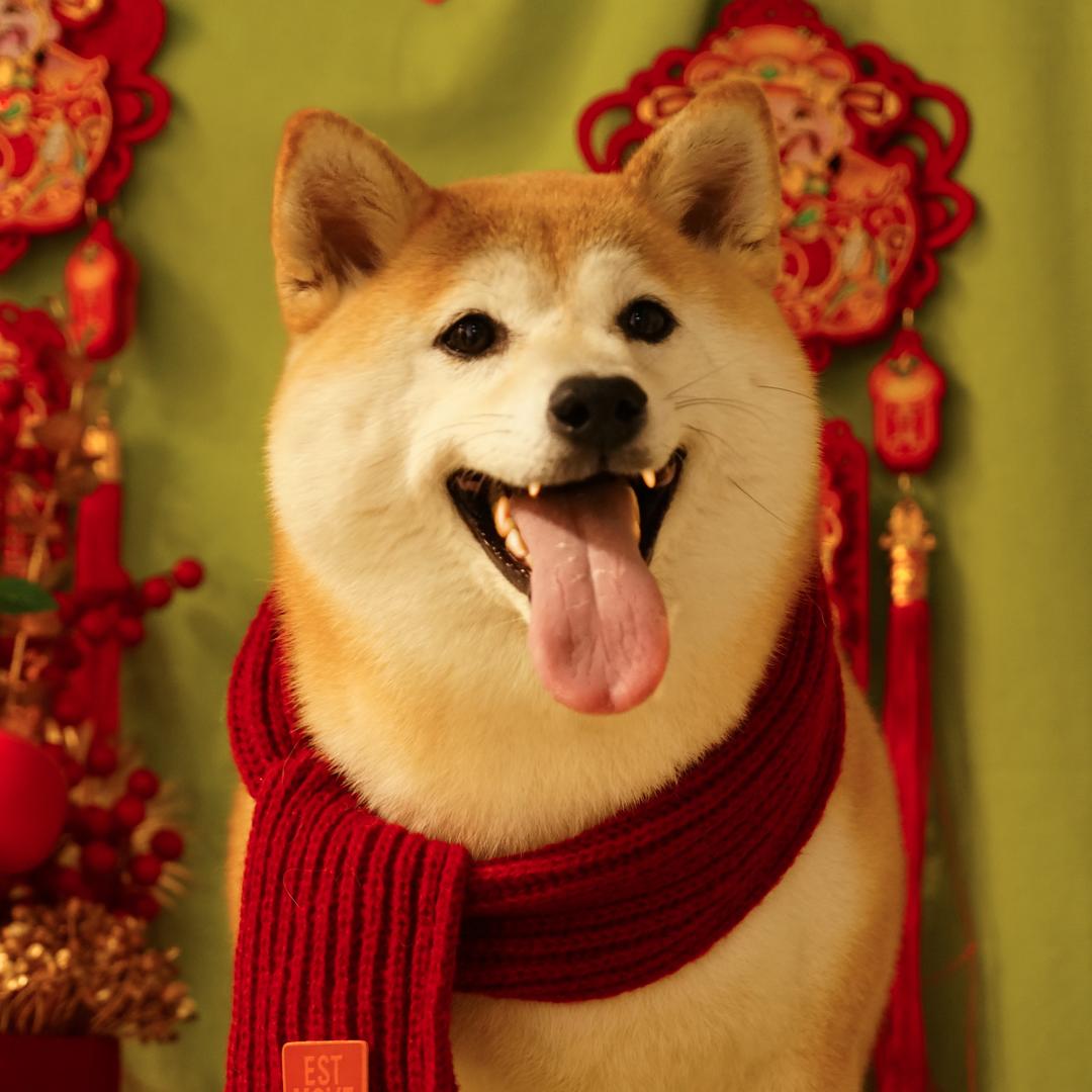 晚意不迟