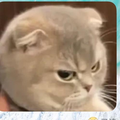 猪油笨蛋