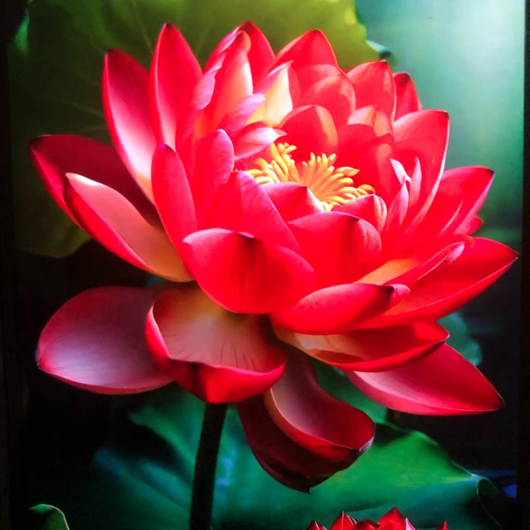 韩村鲜花，贾钧茗