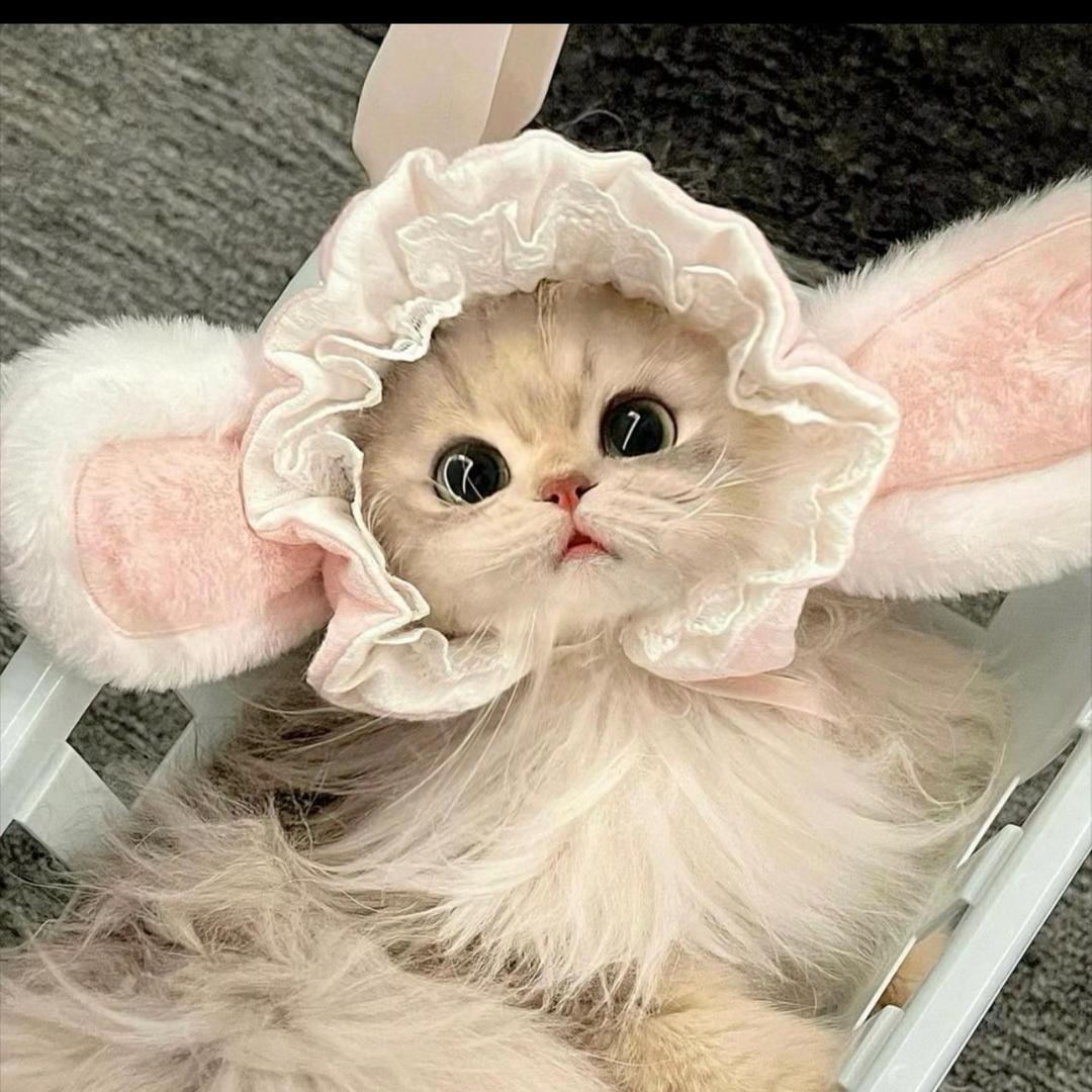 月野兔🐇扶摇直上