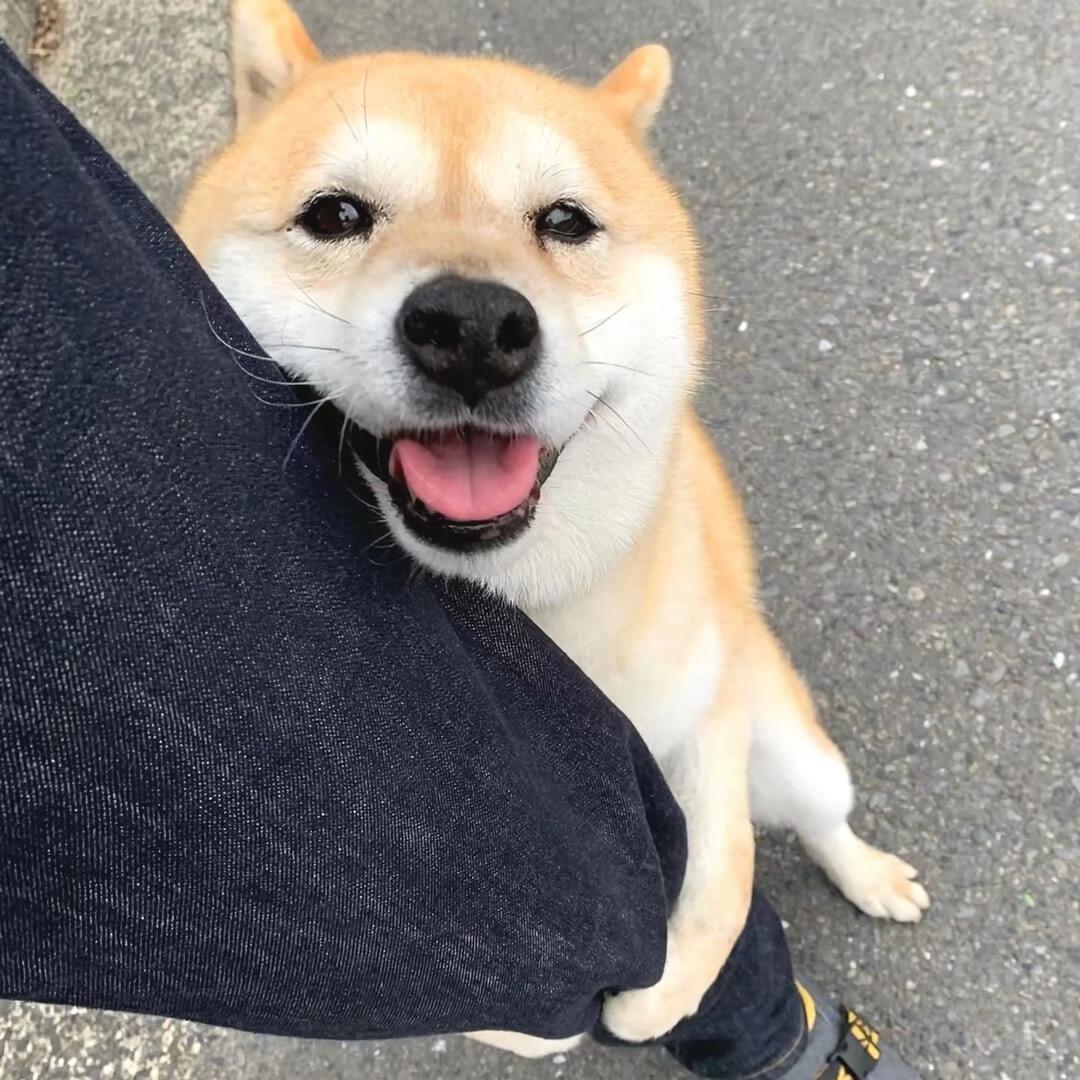 智昂张