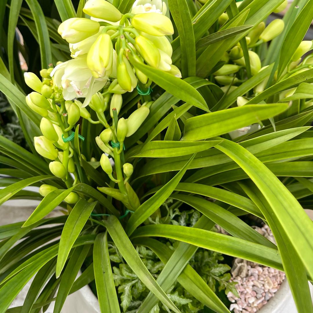 🌿(ᵒ̤̑ ₀̑ ᵒ̤̑)