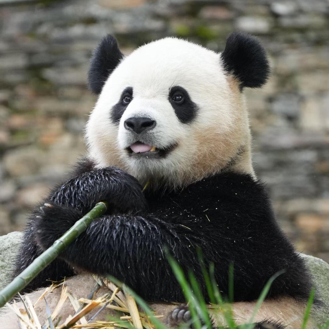 iPanda滚滚🐼