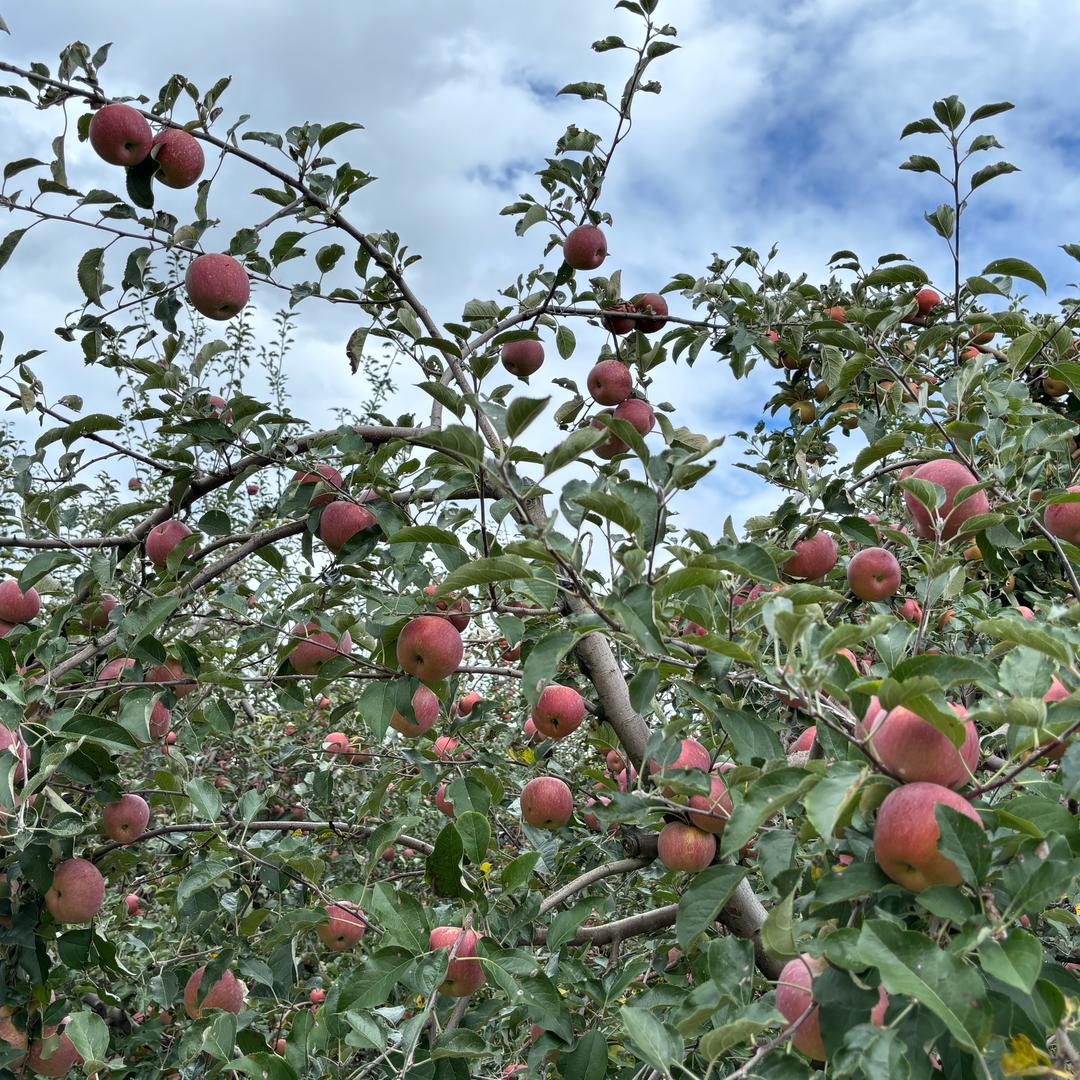 欢欢精品鲜果💰🍎🍓👍👍👍👍
