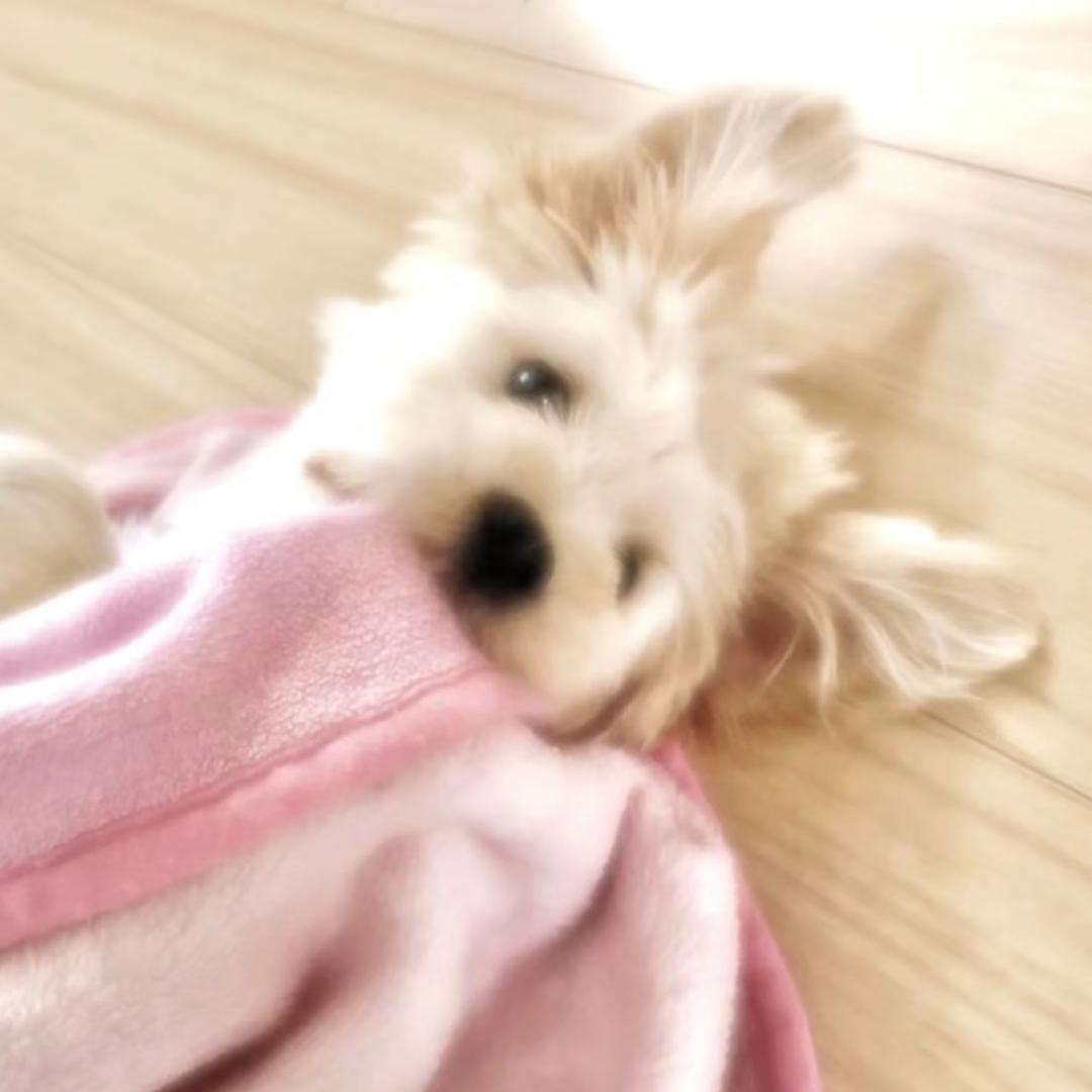 蛋挞.
