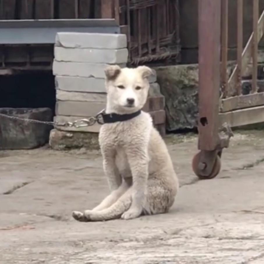 羊羊不高兴