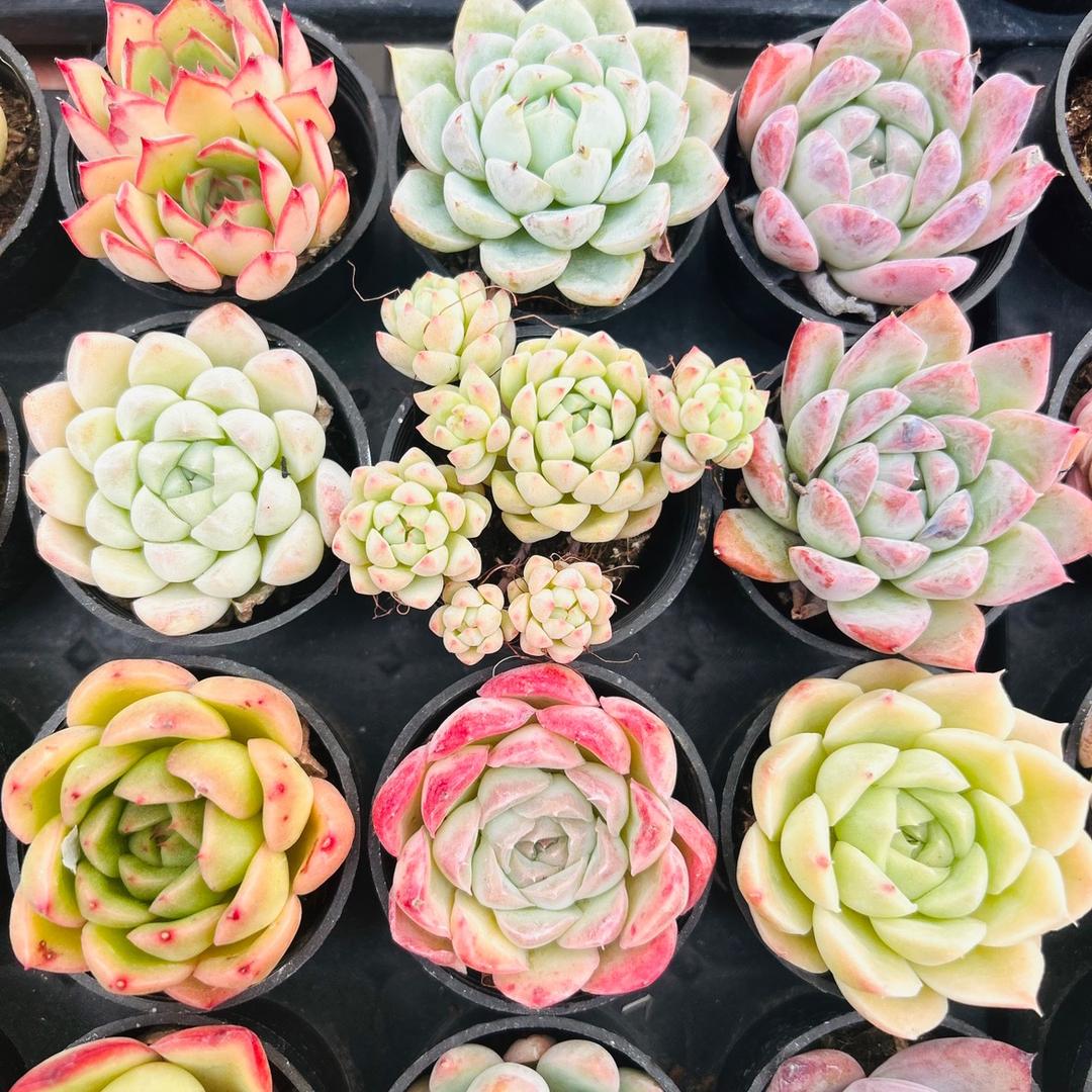 懒婆娘多肉的头像