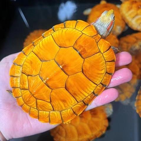 万发龟业