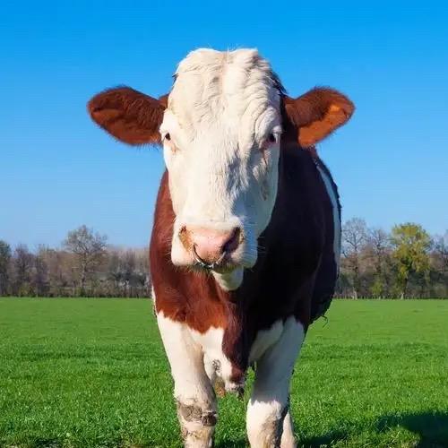 我在农村养牛羊