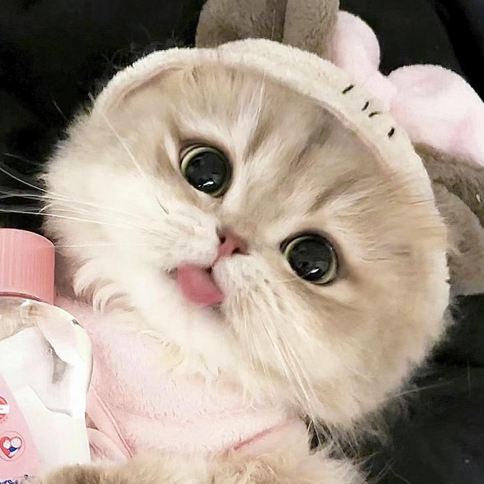 贪吃金橘猫