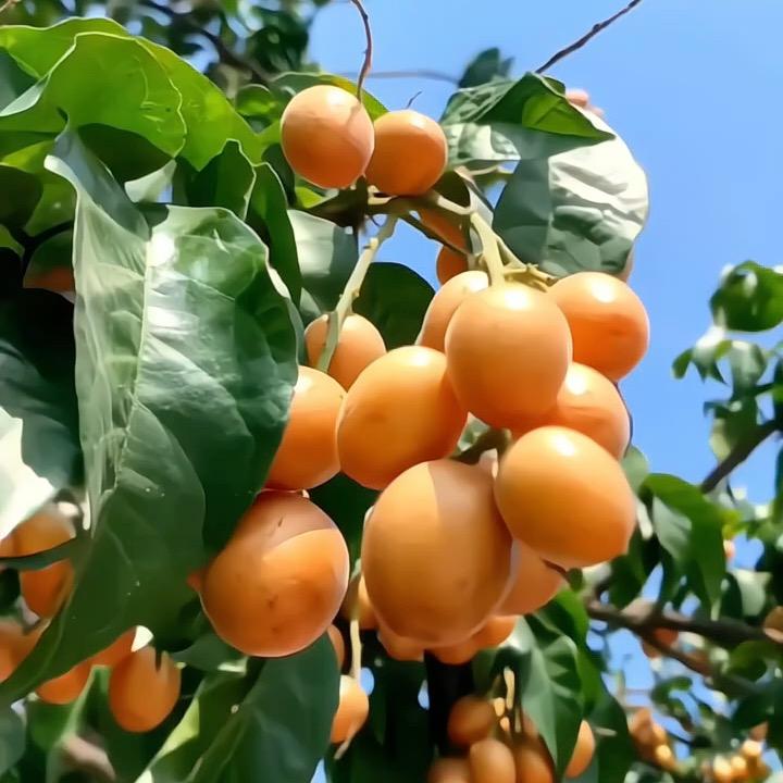 元气仙果铺