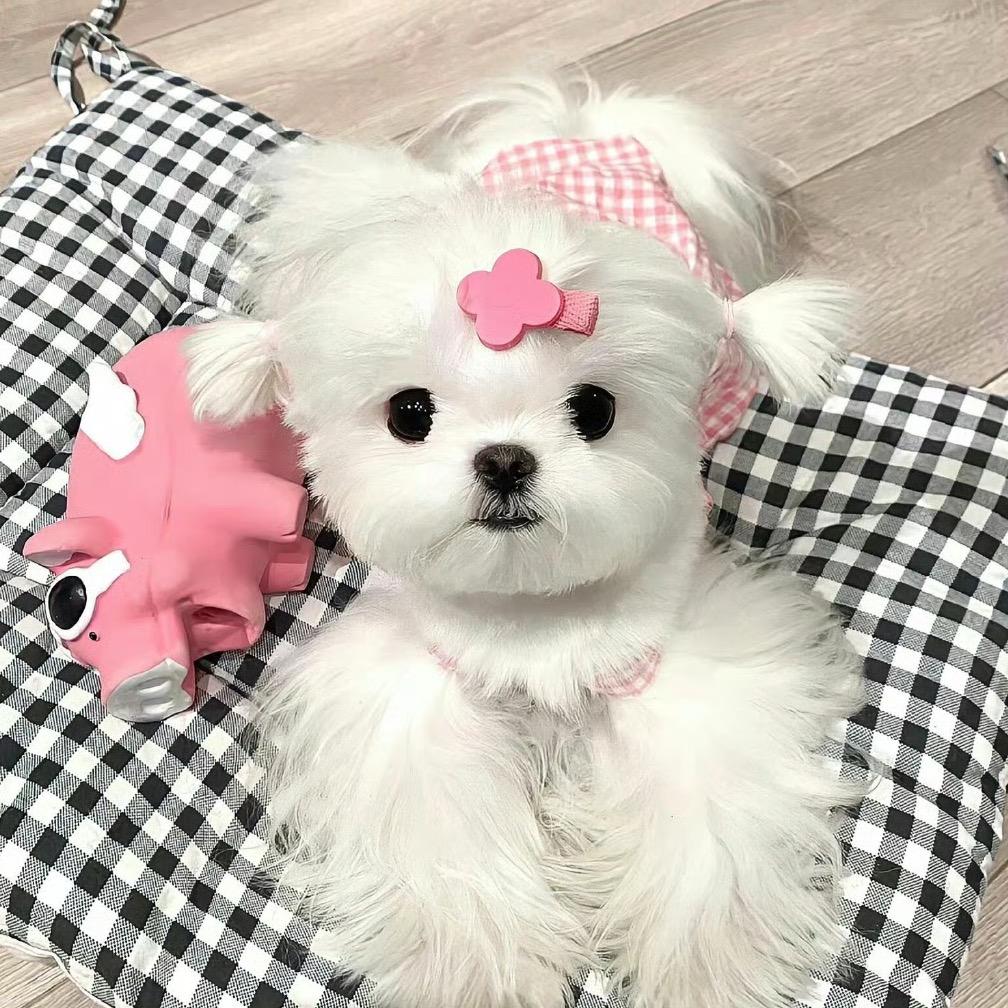 恩仔