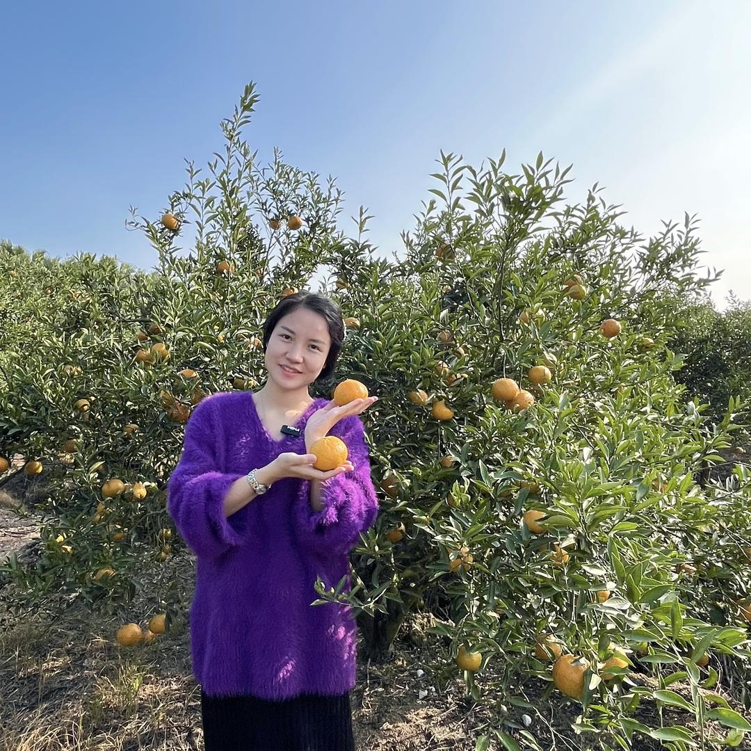 小梅柑聚金陈皮果园