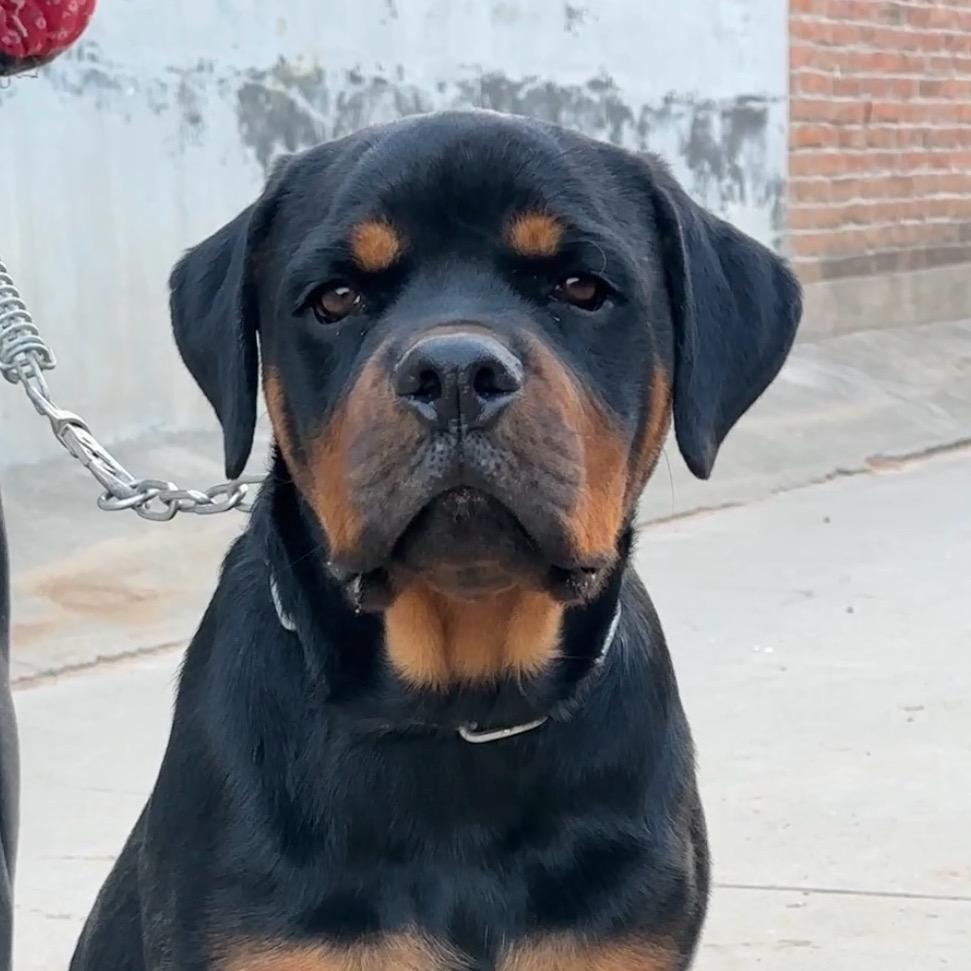 小方的罗威纳（日常）