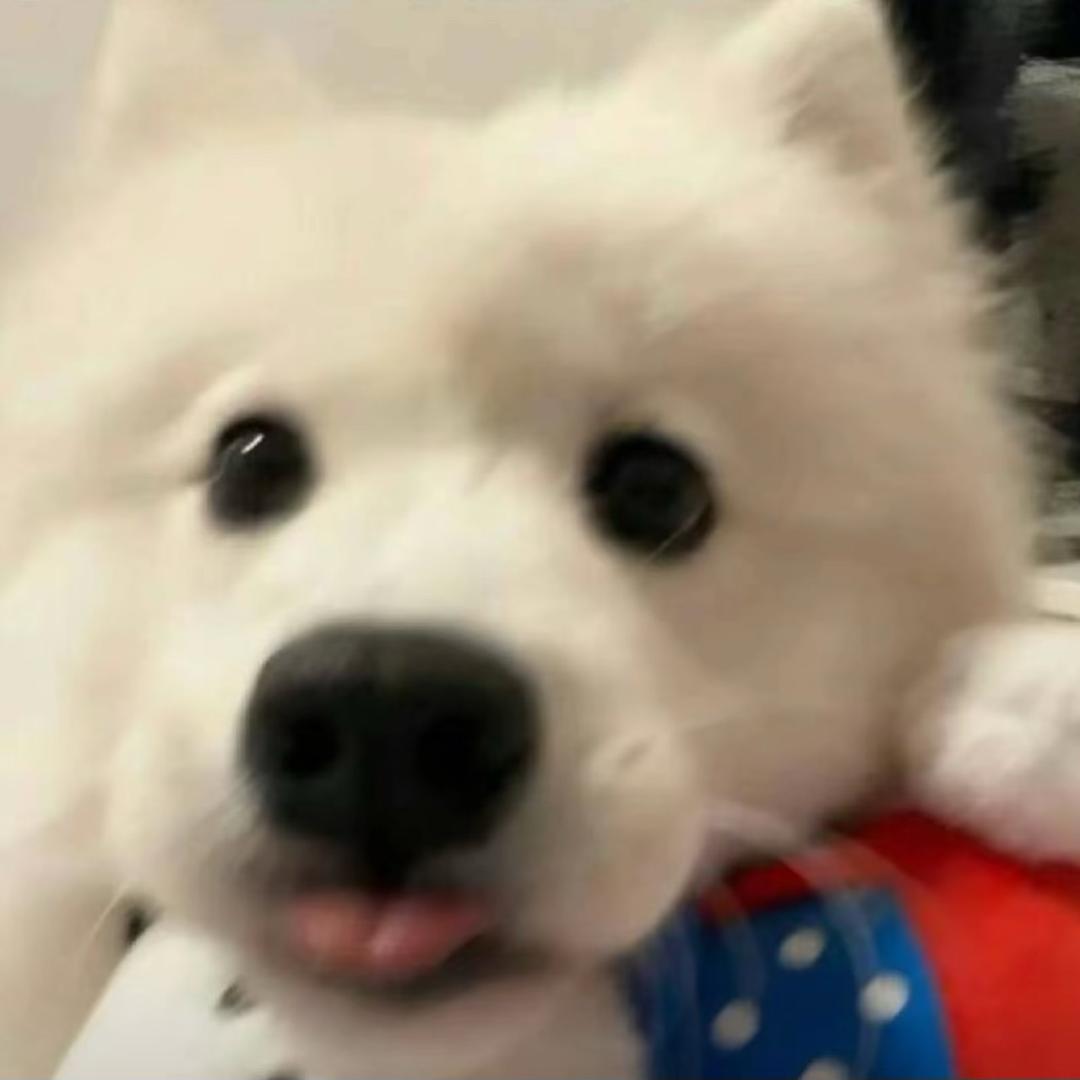 给聋子讲情话