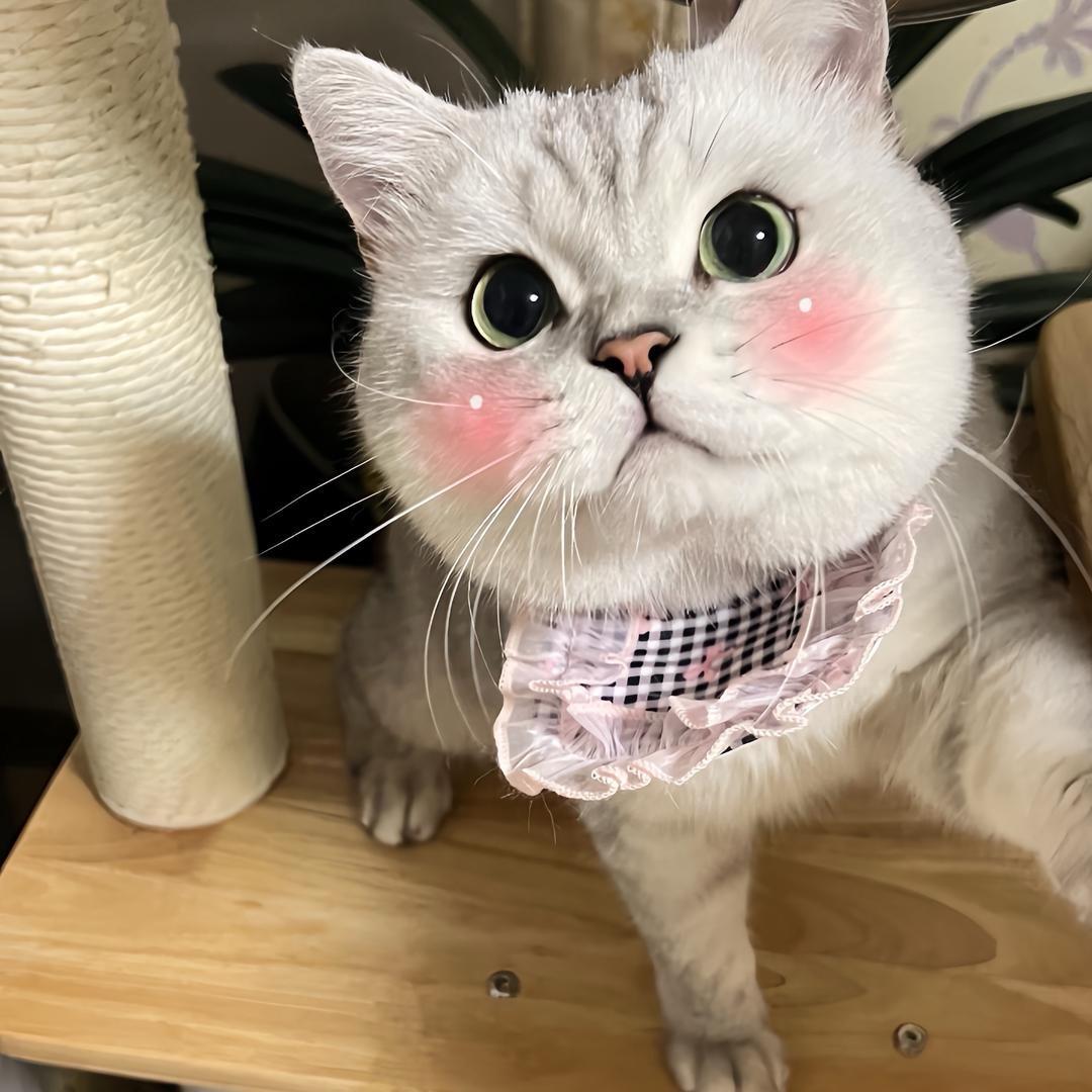 猫猫干饭日记🐈