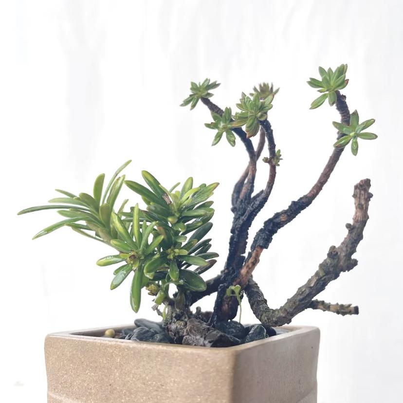 绿意森林绿植盆栽