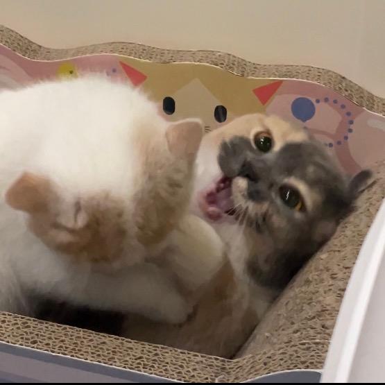小霉猫一家