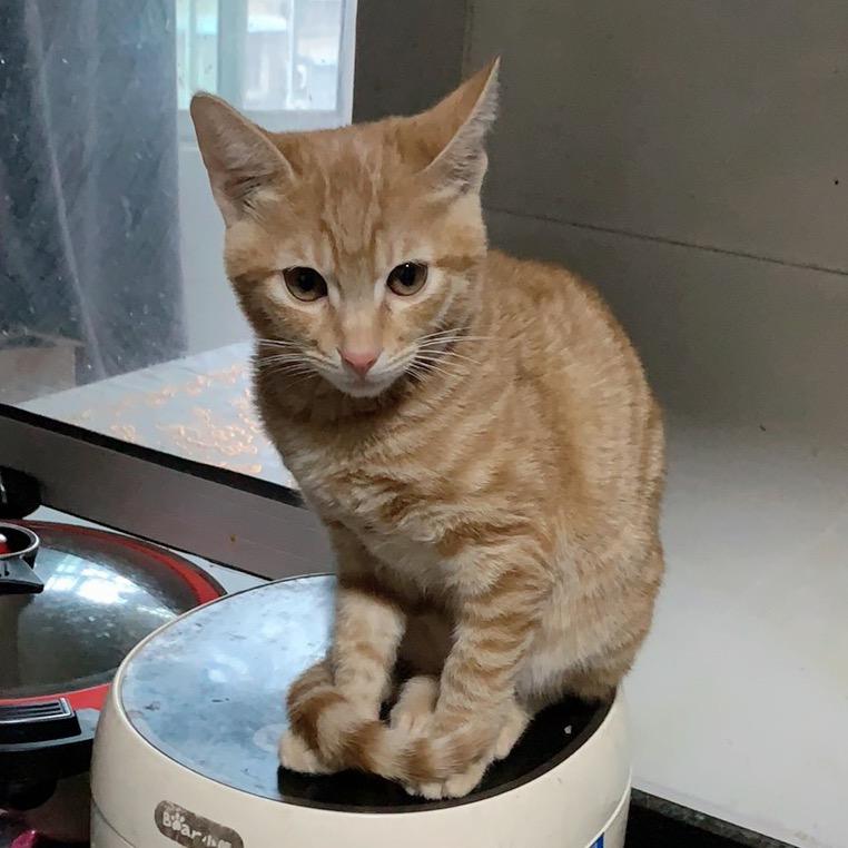 小橘🍊不爱吃橘🍊