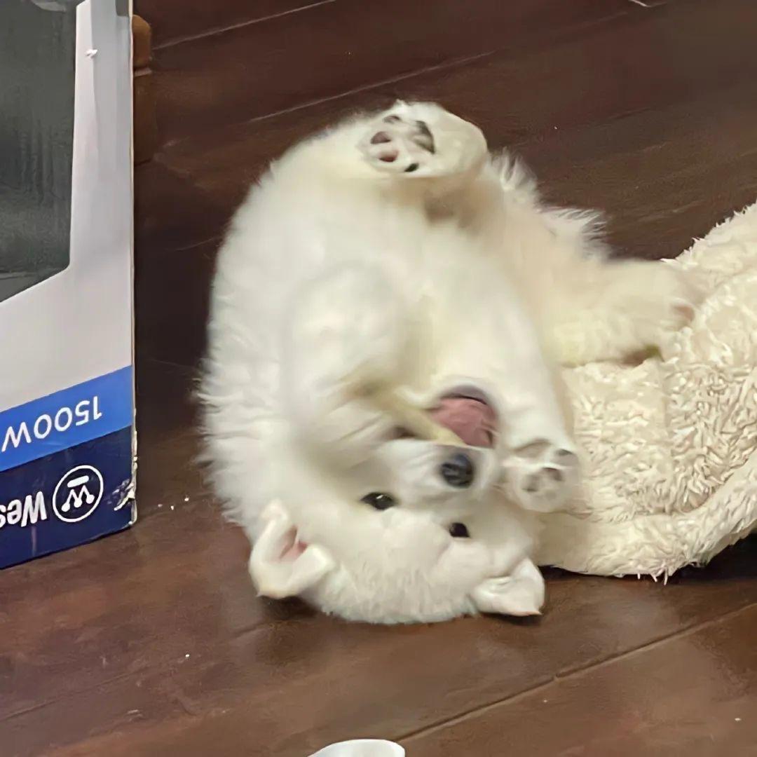 爱抵不过新鲜感