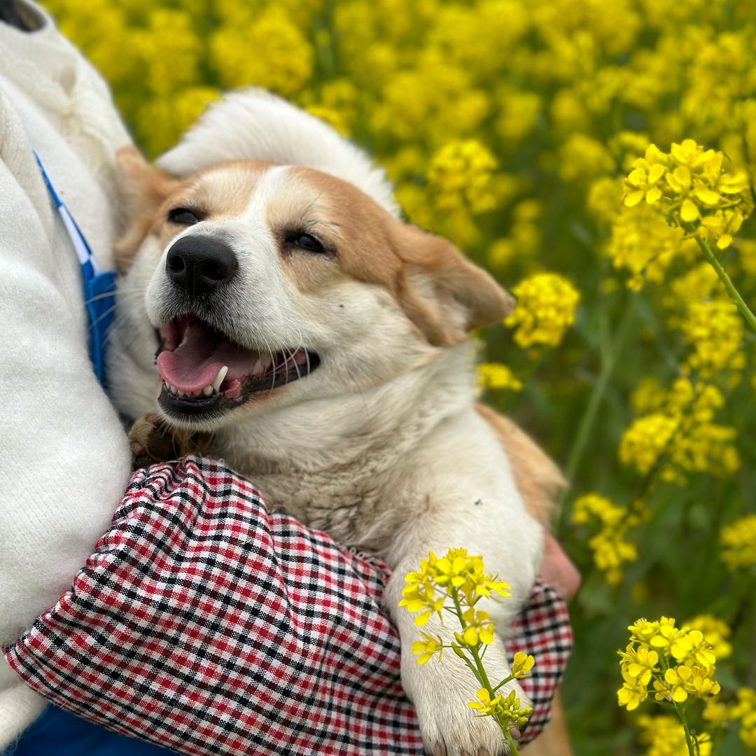 小肥基和欢乐多