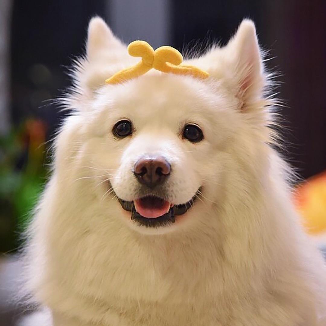 多啦哈哈的橱窗