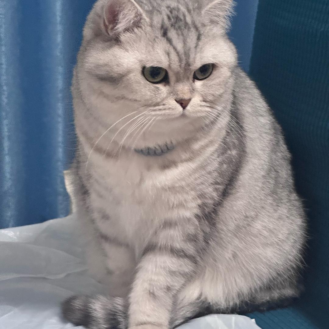 静安头像