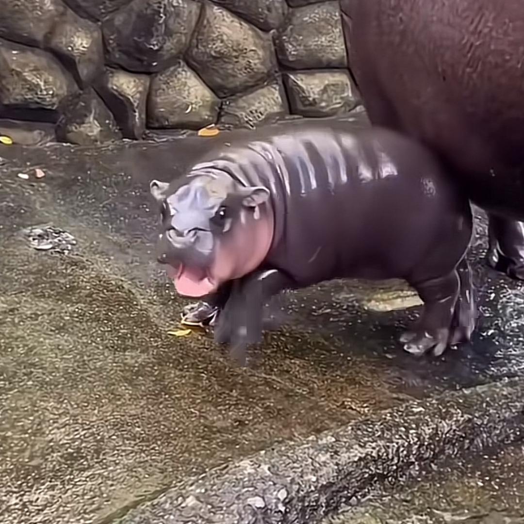 🦛河马肉批发（胡涂）