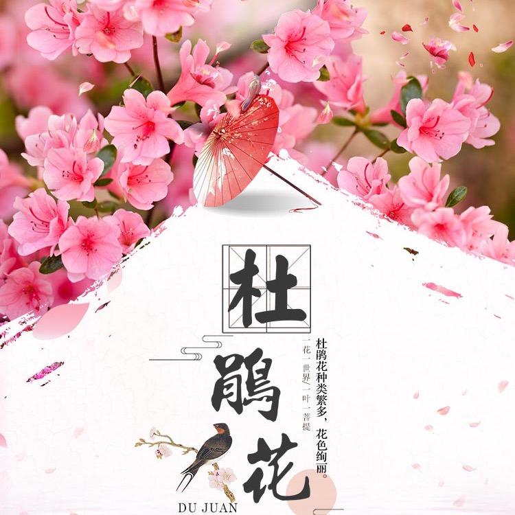 境花缘园艺