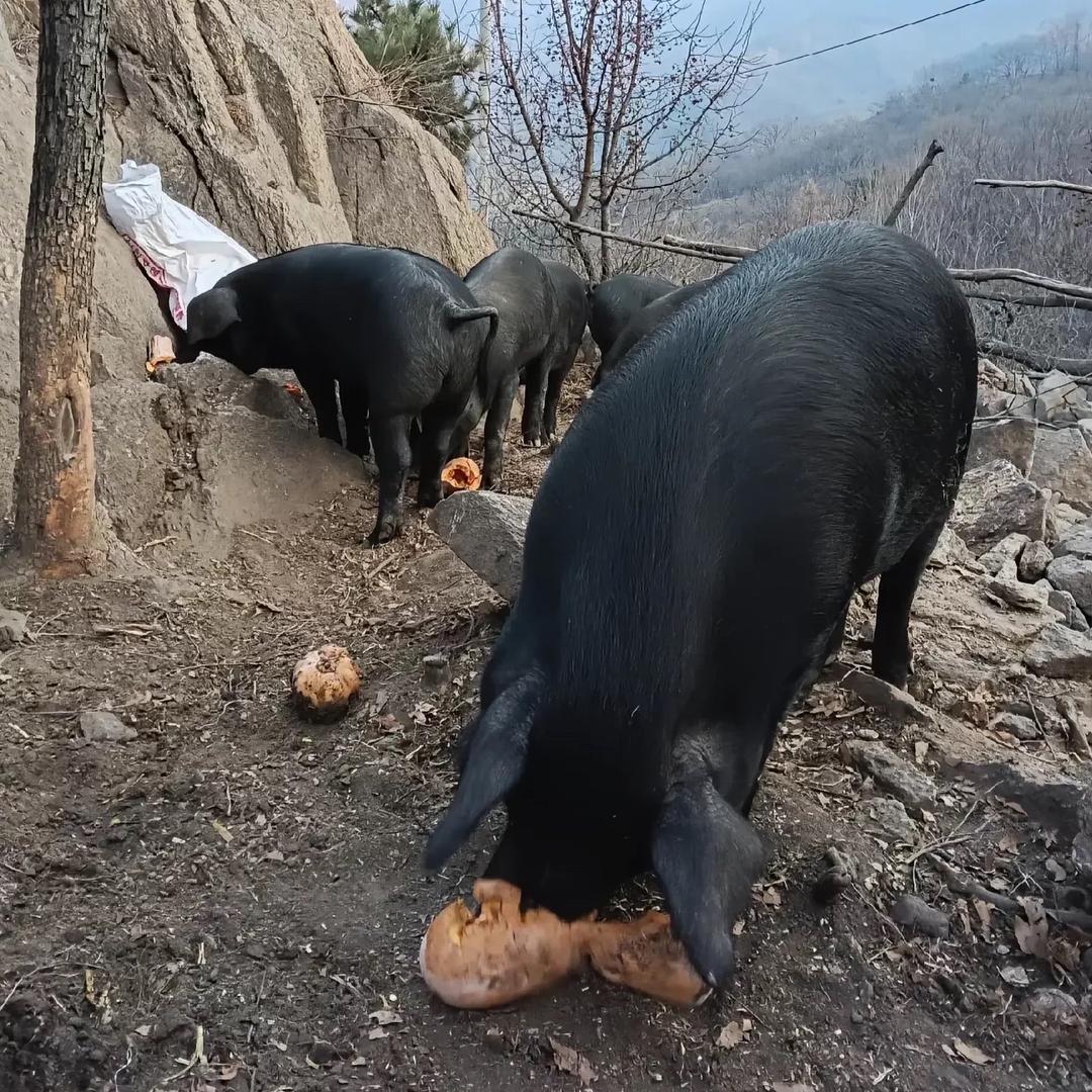 老六农家猪