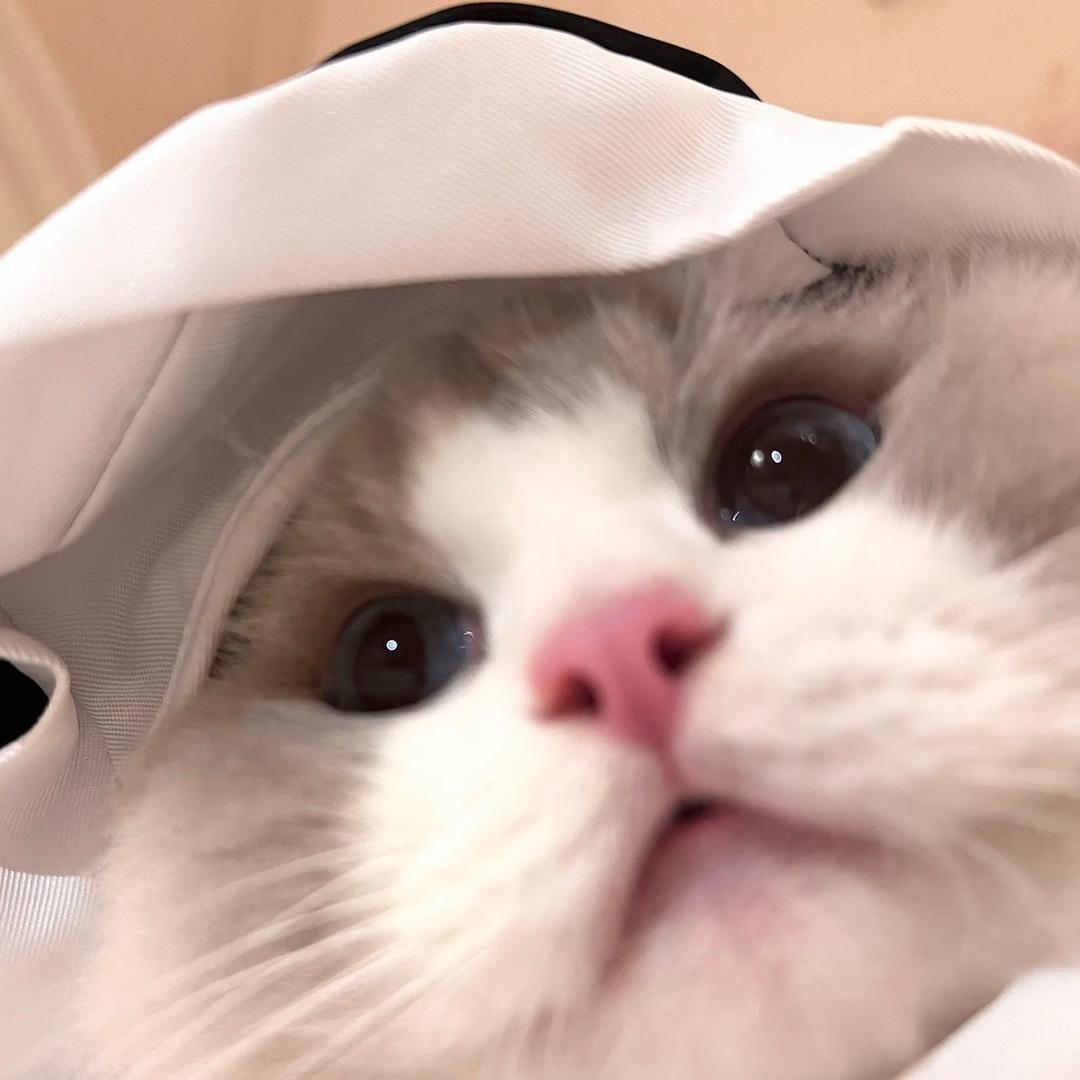 🩷🩵Koni💜💚