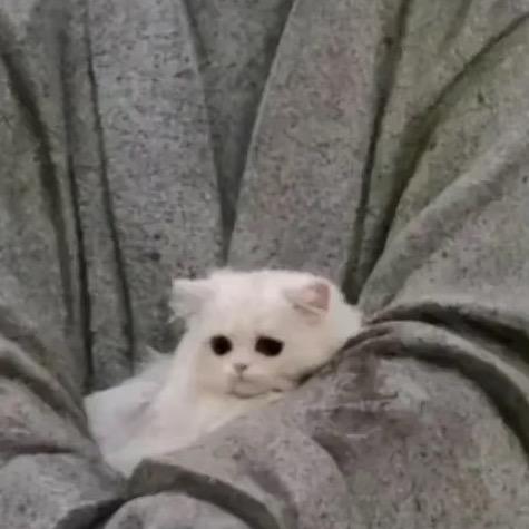 我是霸王丝