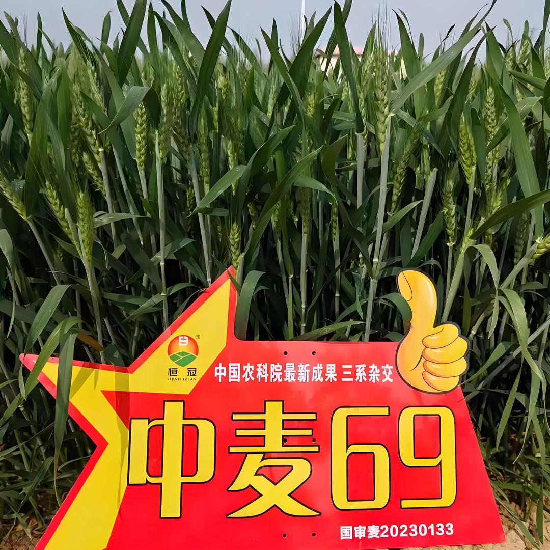 西寺坡春苗种业