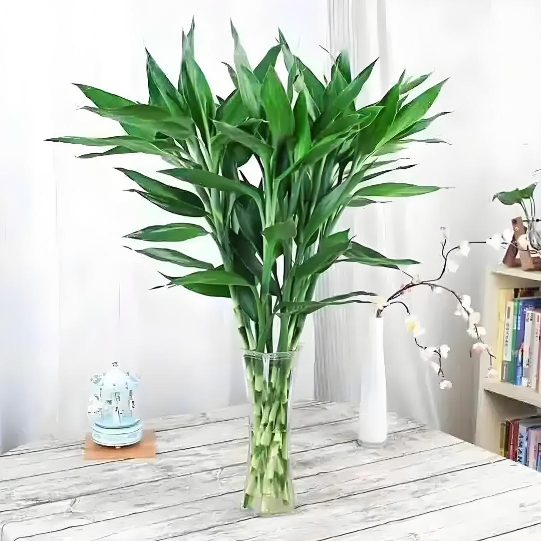 竹小仙的绿植铺