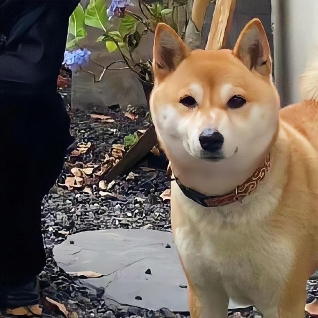 楚若华