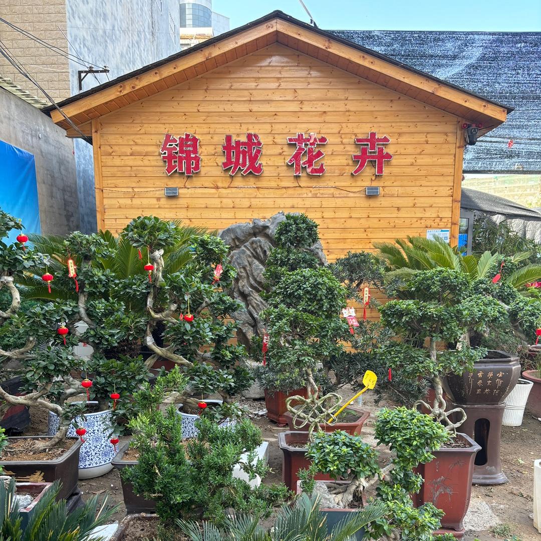 锦城花卉基地