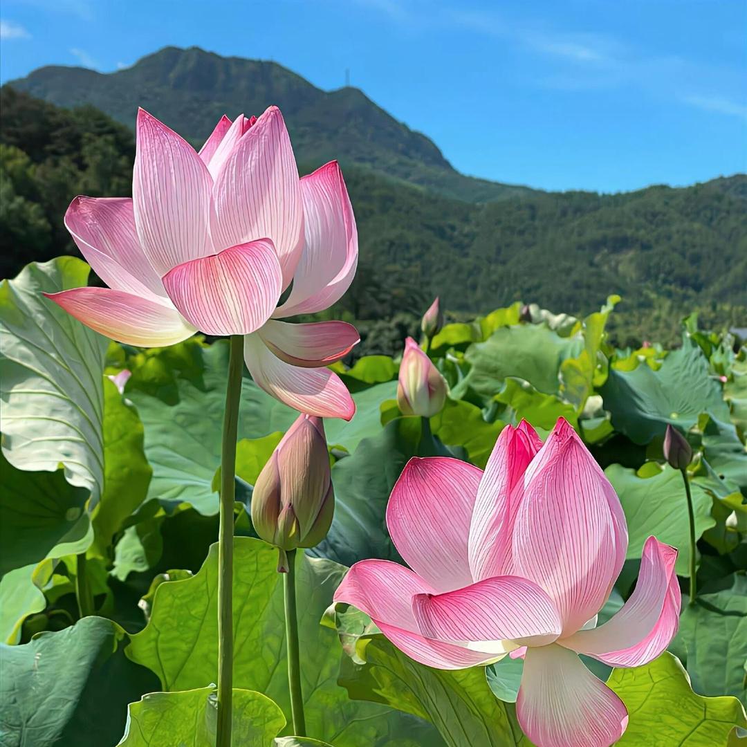 青莲居士