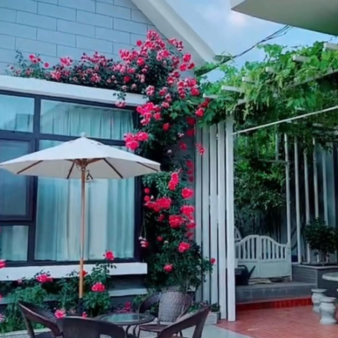 王哥小院