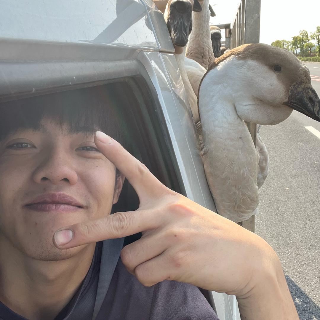 楠信狮头鹅（屠宰，卸鹅一条线）