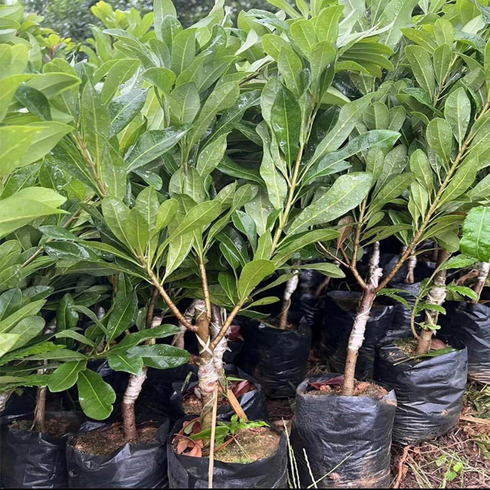 花农氏小强果树苗木专卖店