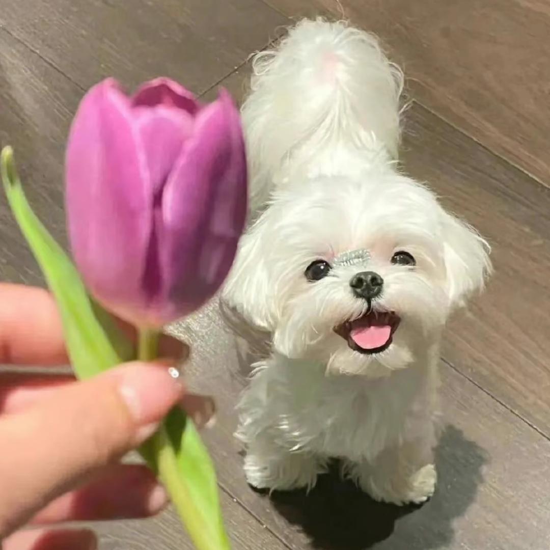 1️⃣只小🈷️